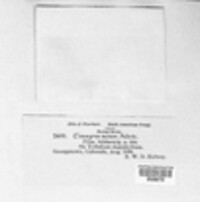 Uromyces minor image